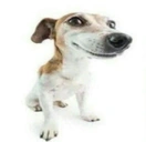 dog static emote