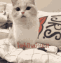 kya_hoa animated emote