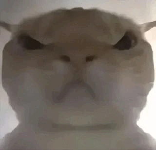 Angycat emote