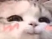 hehecat emote
