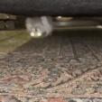 CE_CattoGremlin emote