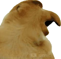 janusz emote