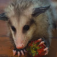 possumgivestrawb emote