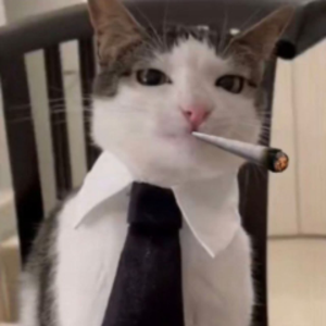 nikothann avatar