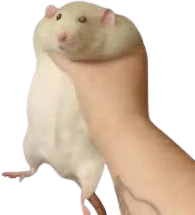 Catching_Rat emote