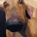 DogLookingSussyAndCute emote