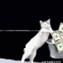 CATBELAUNDERINGTHEMONEY emote