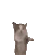 Happy_cat emote