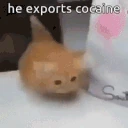 howard emote