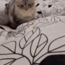 CE_Catjump emote