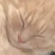 coockies emote