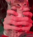 kittydance emote