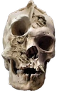 skullweedfromgasstation emote