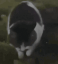 BANGER animated emote