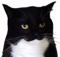 maxwelldisgust emote