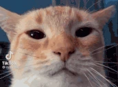 gug emote