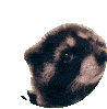 pedro_racoon
