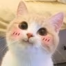 CE_Blush6 emote