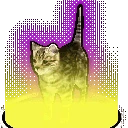 rare_cat emote