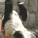 PandaWhy emote