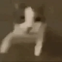catSlap emote