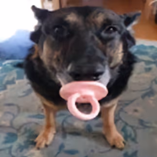 doggo emote