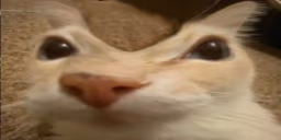 otagDent emote