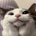 wowie emote