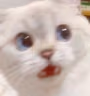 catwaitwhat emote