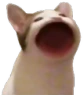poppincat emote