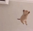 lechu emote