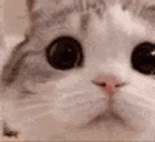 catStaringIntoYourSoul emote