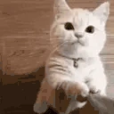HEYSTREAMER emote