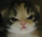rage emote