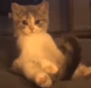 kokstare emote