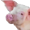 SvinNODDERS emote