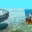 mega_shark emote