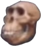 skull_monke emote