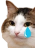 kiisu_cry emote