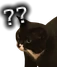 wtfcat emote