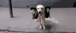 Carried emote