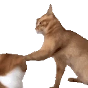 catSlap emote