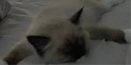 dead emote