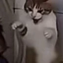 CAT_SARCASM_PANIC emote