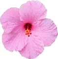 pastel_flower emote