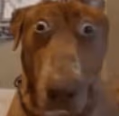 huh emote