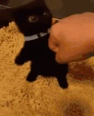 CatAngy emote