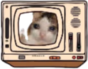 Crycat emote
