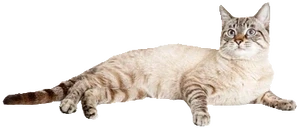 kot emote
