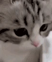 please emote